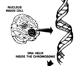 Nucleus of cell
