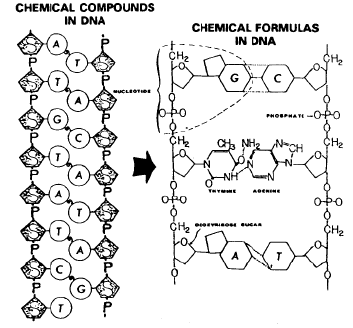 Chemical formulas of DNA