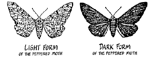 Moths
