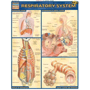 Respiratory System, QuickStudy ® Chart:  Homeschool: 9781572225923