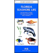 Florida Seashore Life: 9781583550977